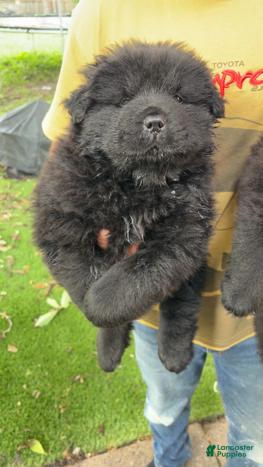 Chow Chow dogs for sale: Onyx  - Ad 1