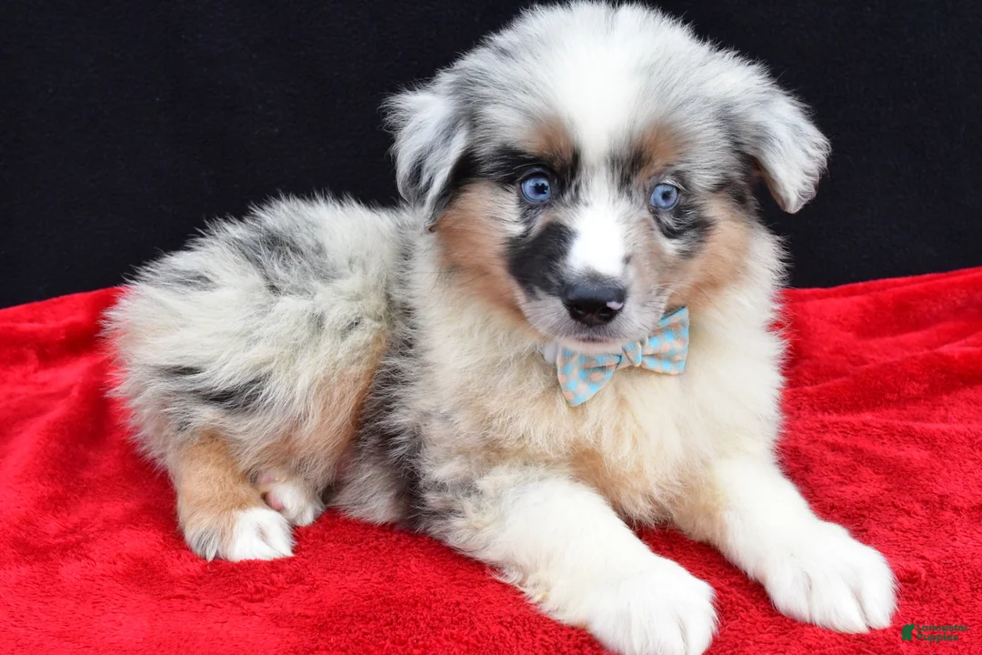 Miniature Australian Shepherd dogs for sale: Oscar - Ad 1