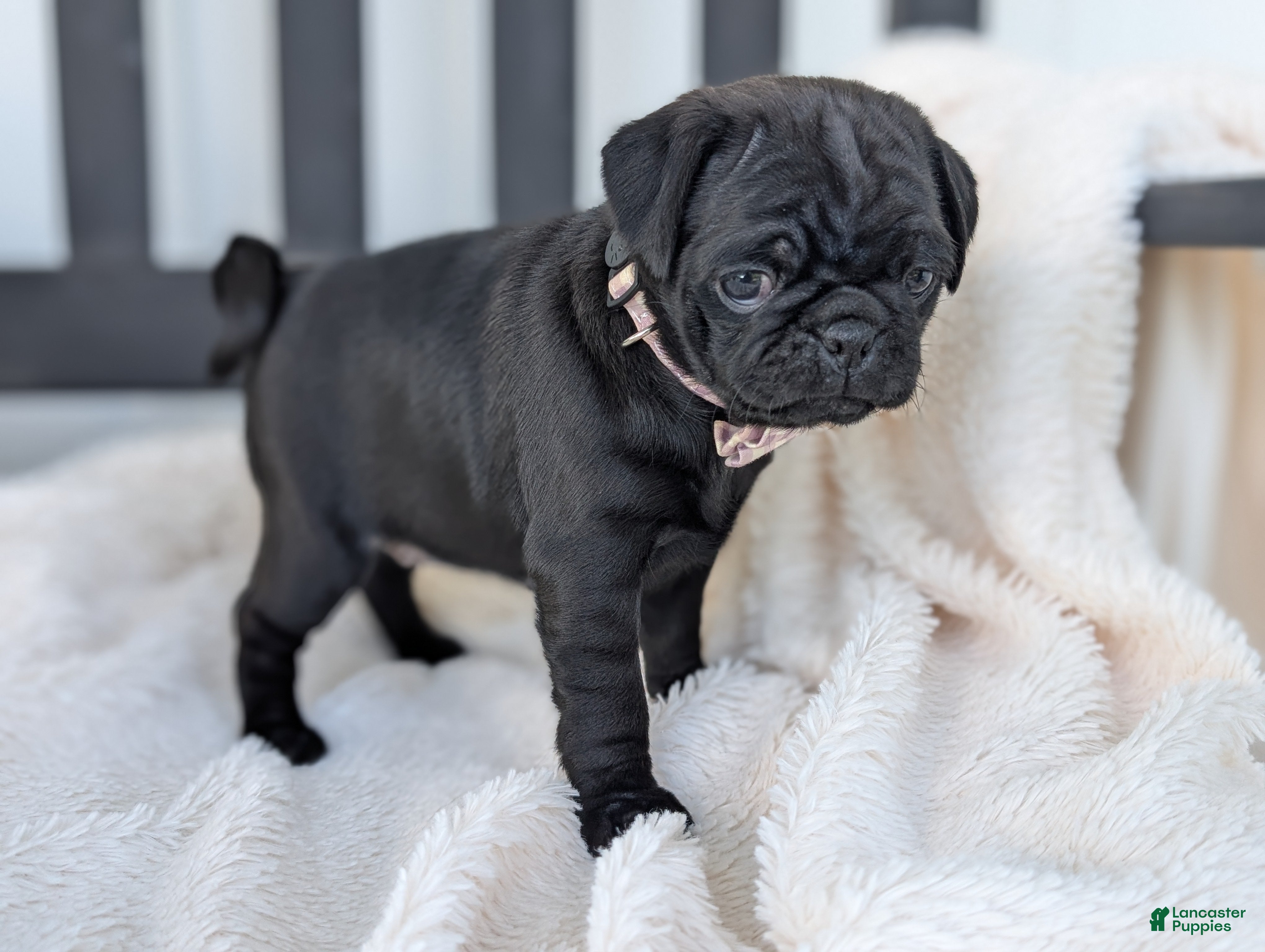 Pug dogs for sale: Taffy - Ad 3
