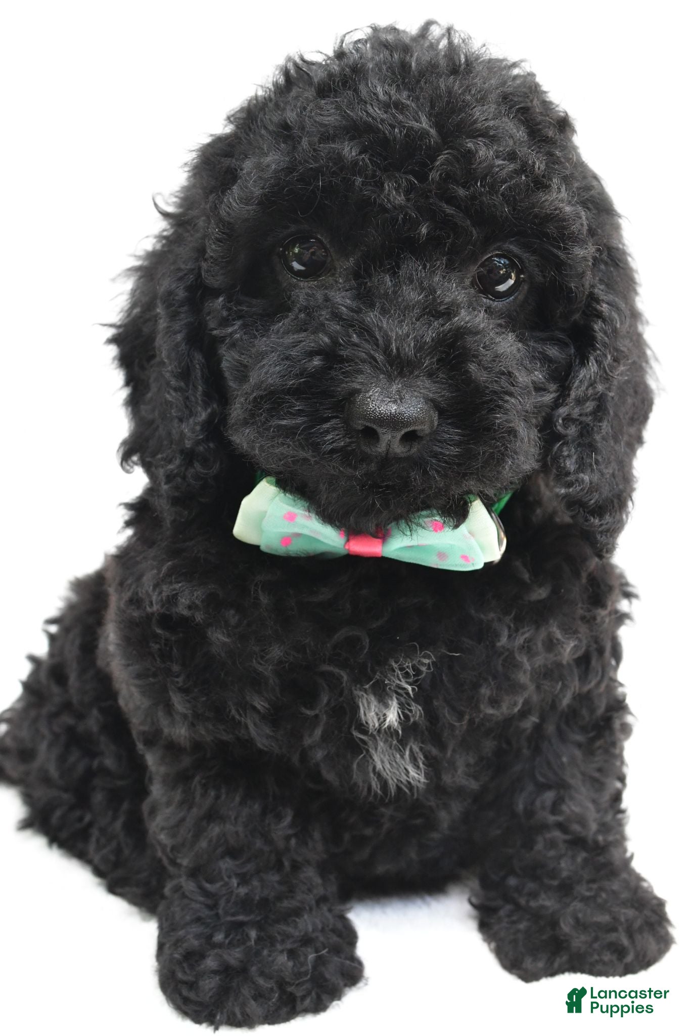 Cockapoo dogs Tillie - Ad 2