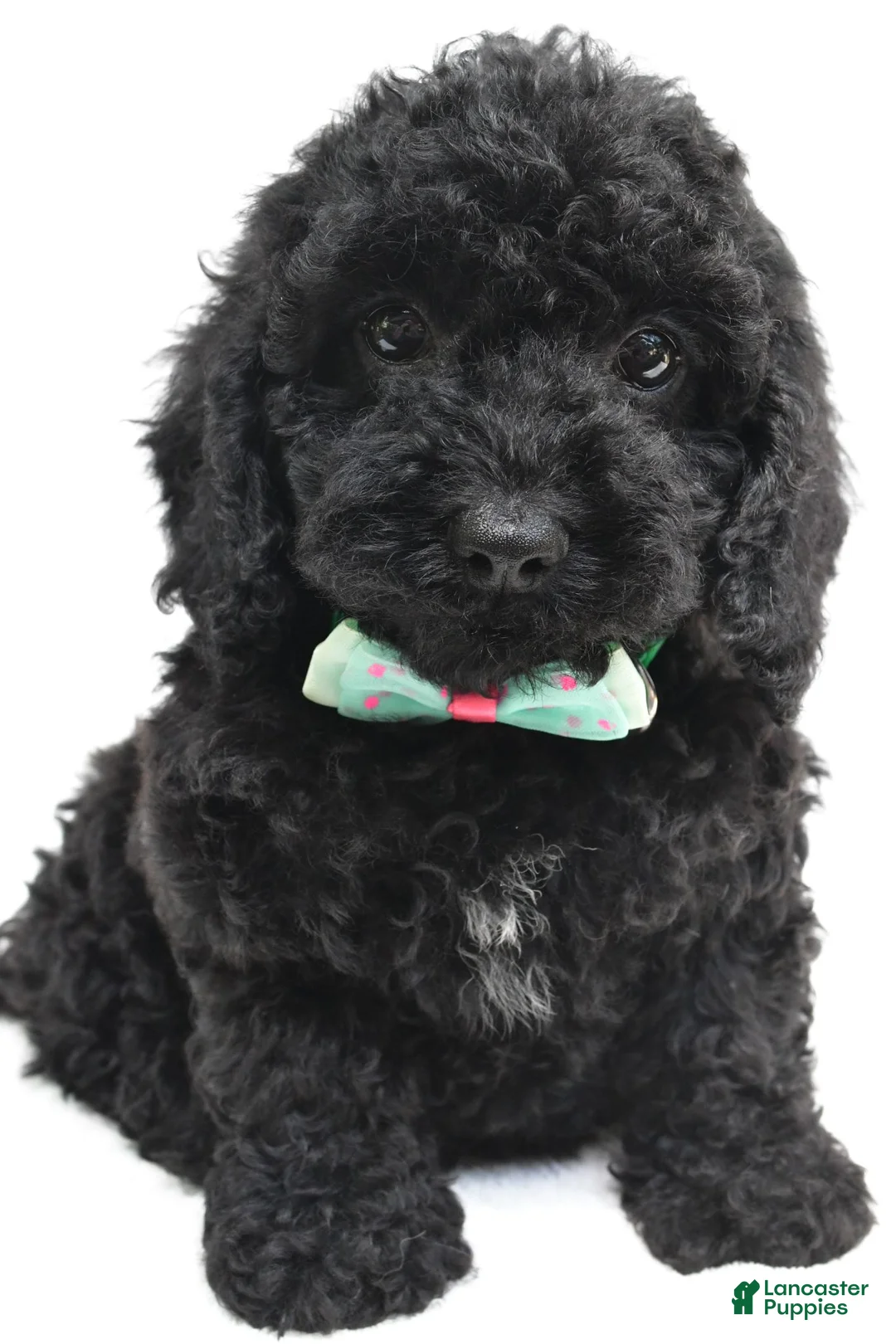 Cockapoo dogs for sale: Tillie - Ad 2