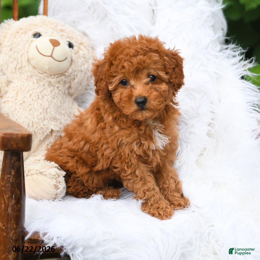 Mini Aussiedoodle dogs Myla - Ad 2