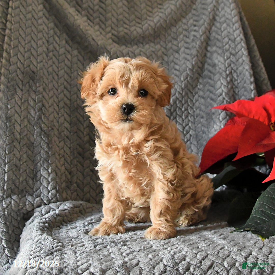 Maltipoo dogs for sale: Callie - Ad 4