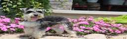 Miniature Schnauzer dogs for sale: Sparkle - Ad 5