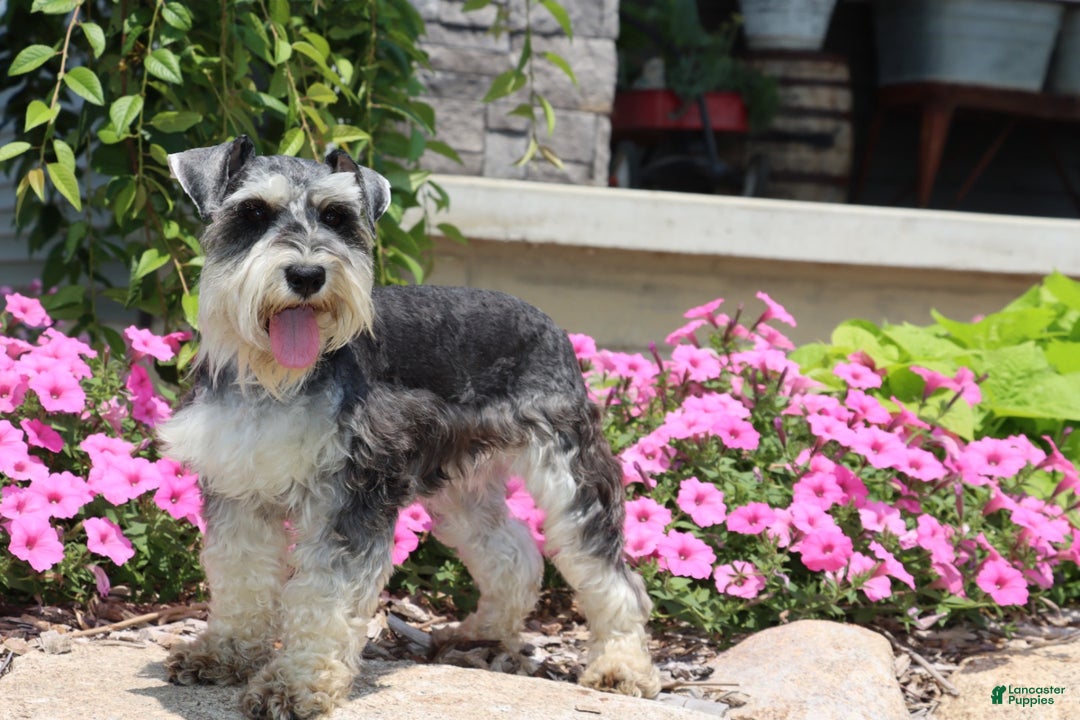 Miniature Schnauzer dogs for sale: Sparkle - Ad 5
