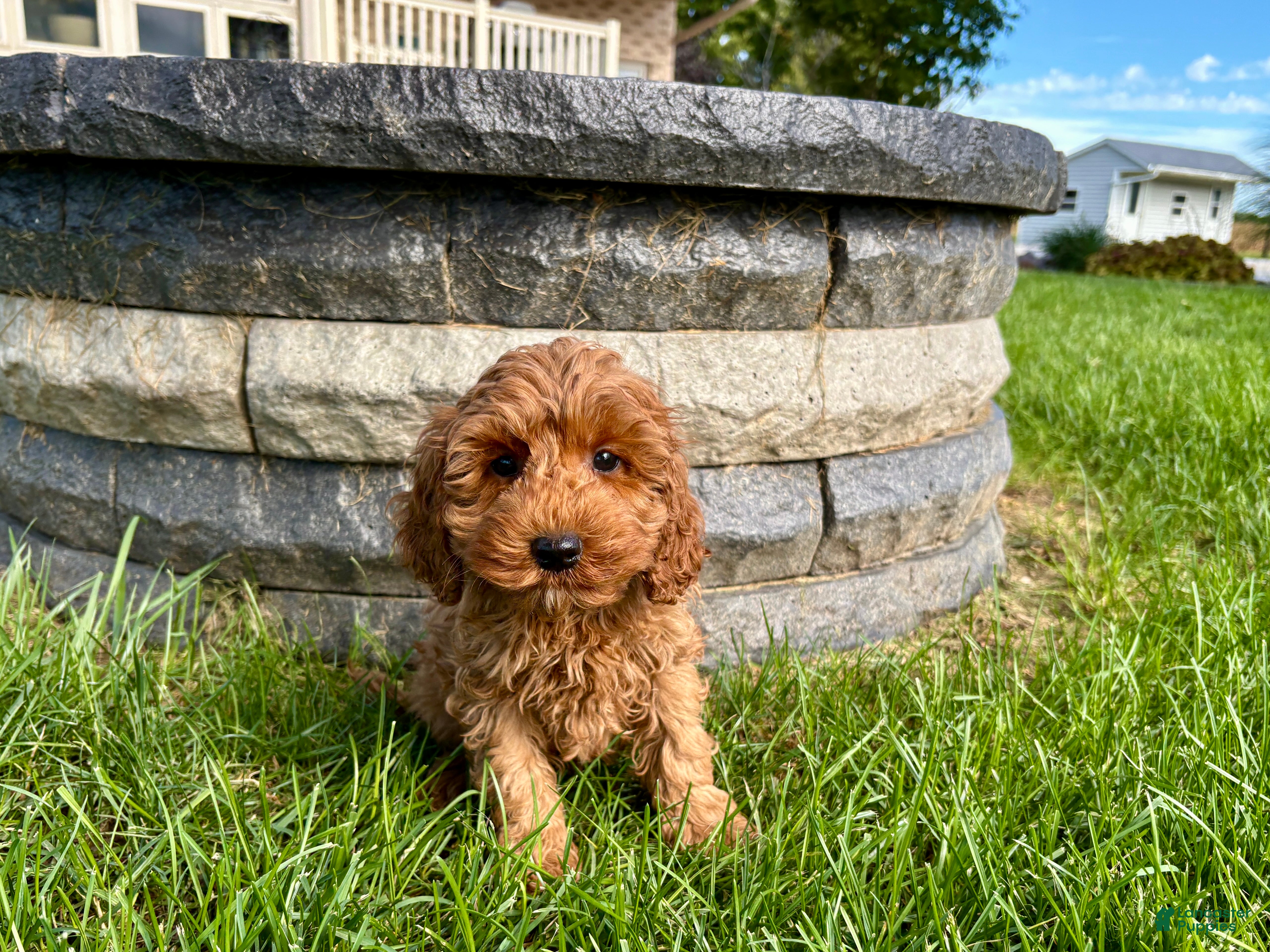 Cockapoo dogs Cockapoo female 3 - Ad 2