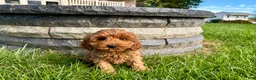 Cockapoo dogs for sale: Cockapoo female 3 - Ad 2