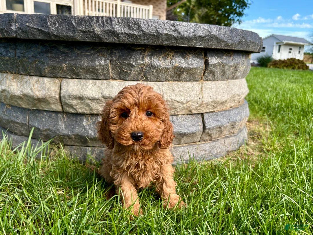 Cockapoo dogs for sale: Cockapoo female 3 - Ad 2