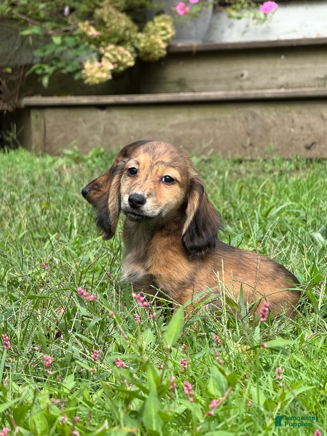LittlePoopers | Lancaster Puppies
