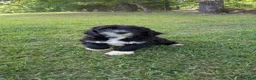 Mixed Breed dogs for sale: Leo - Ad 4