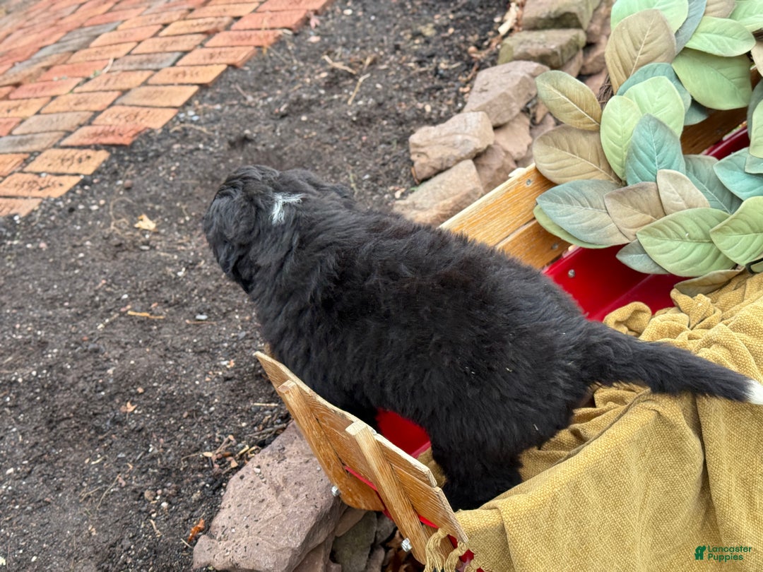 Mixed Breed dogs for sale: Whiskey - Ad 5