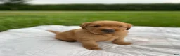 Golden Retriever dogs for sale: Pixie - Ad 7