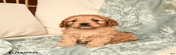 Cavapoo dogs for sale: Sammy - Ad 2