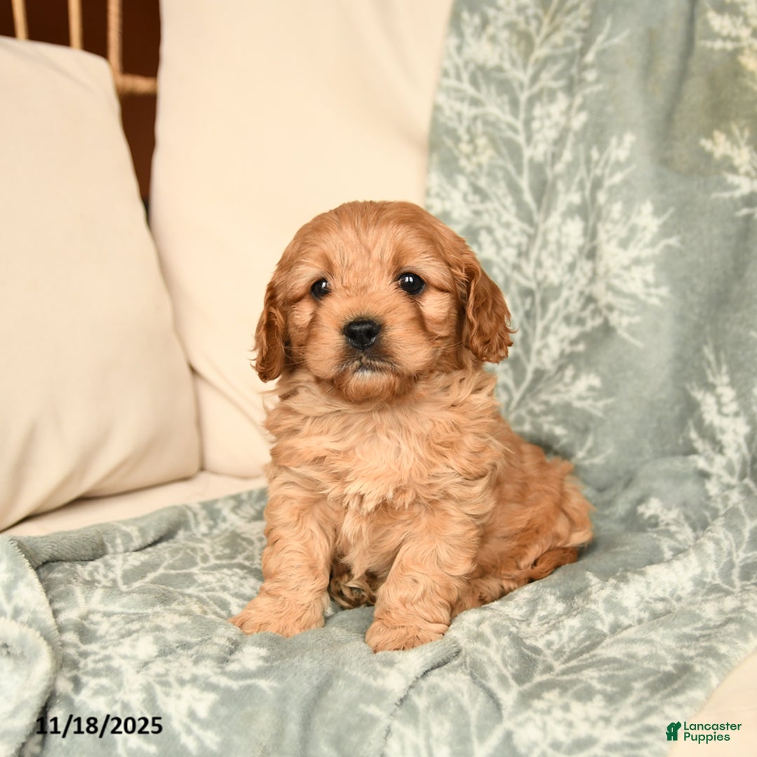 Cavapoo dogs for sale: Sammy - Ad 2