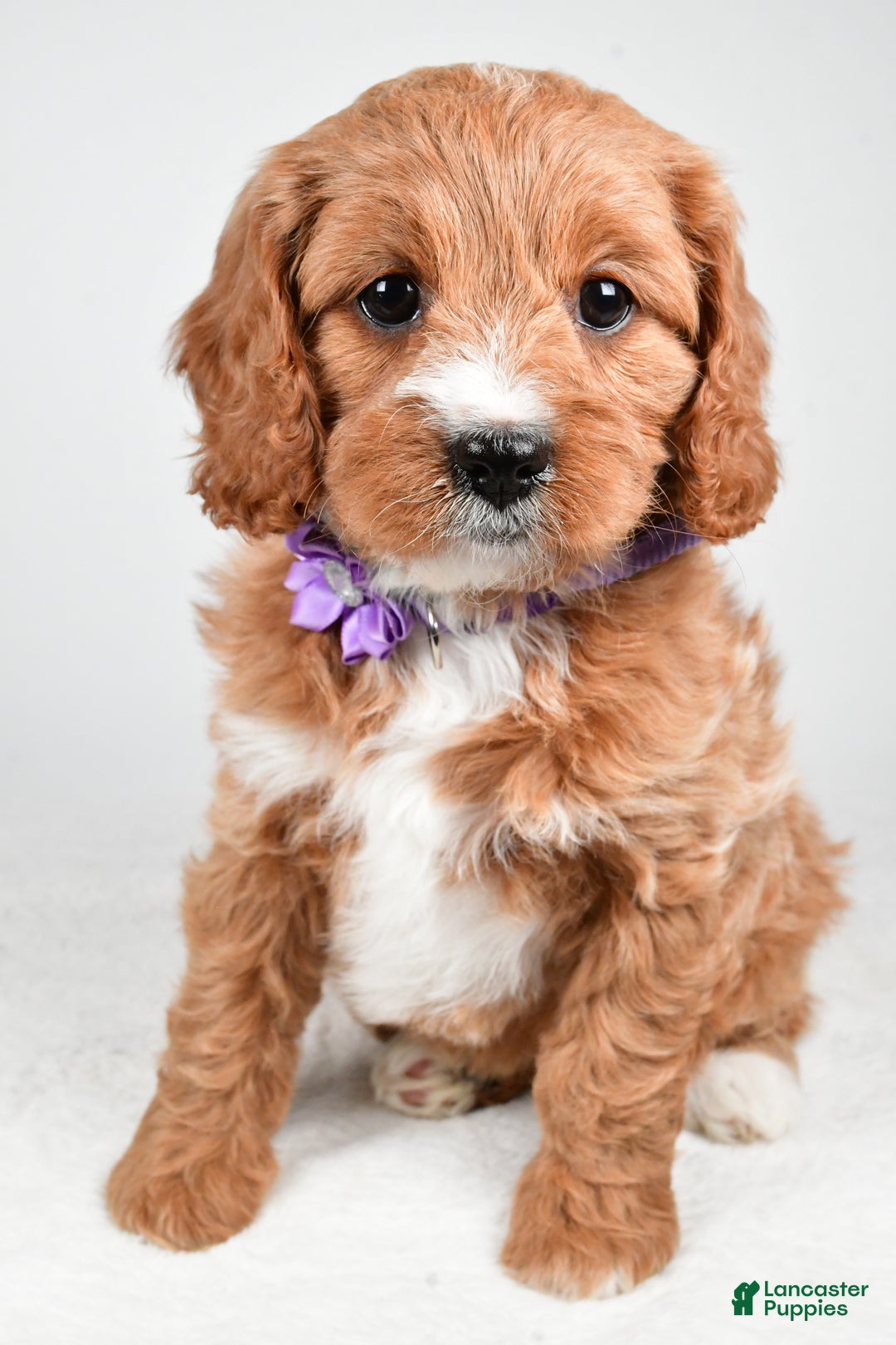 Cavapoo dogs for sale: Abigail - Ad 7