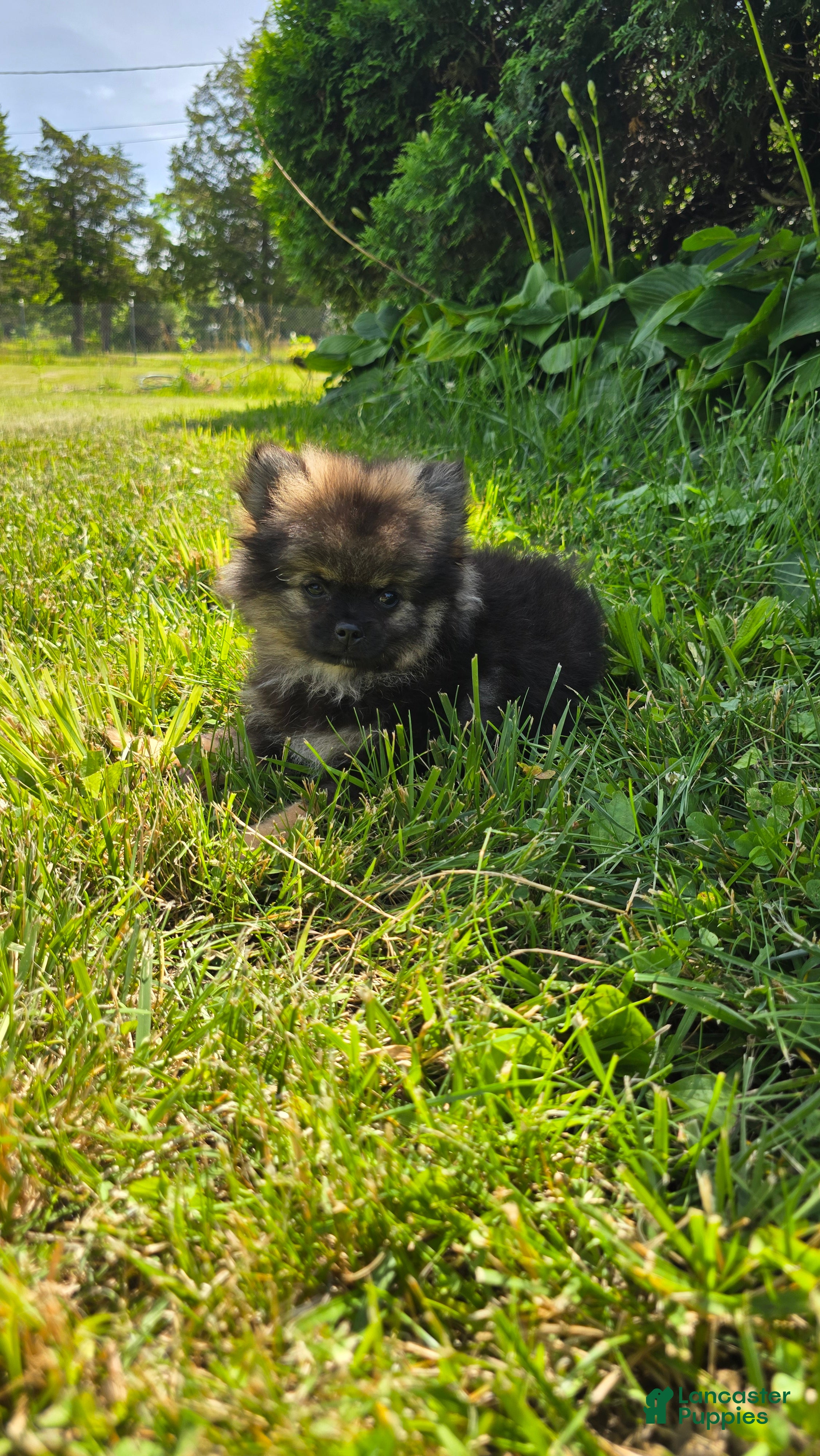Pomeranian dogs Gizmo - Ad 2