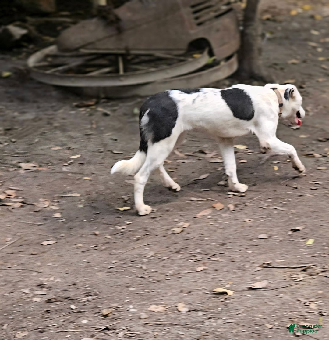 Border Collie dogs for sale: Dreami (Runt) - Ad 4