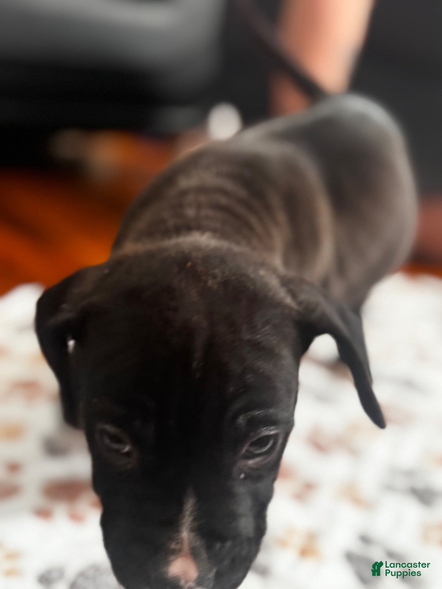 American Pit Bull Terrier dogs Zoro  - Ad 2