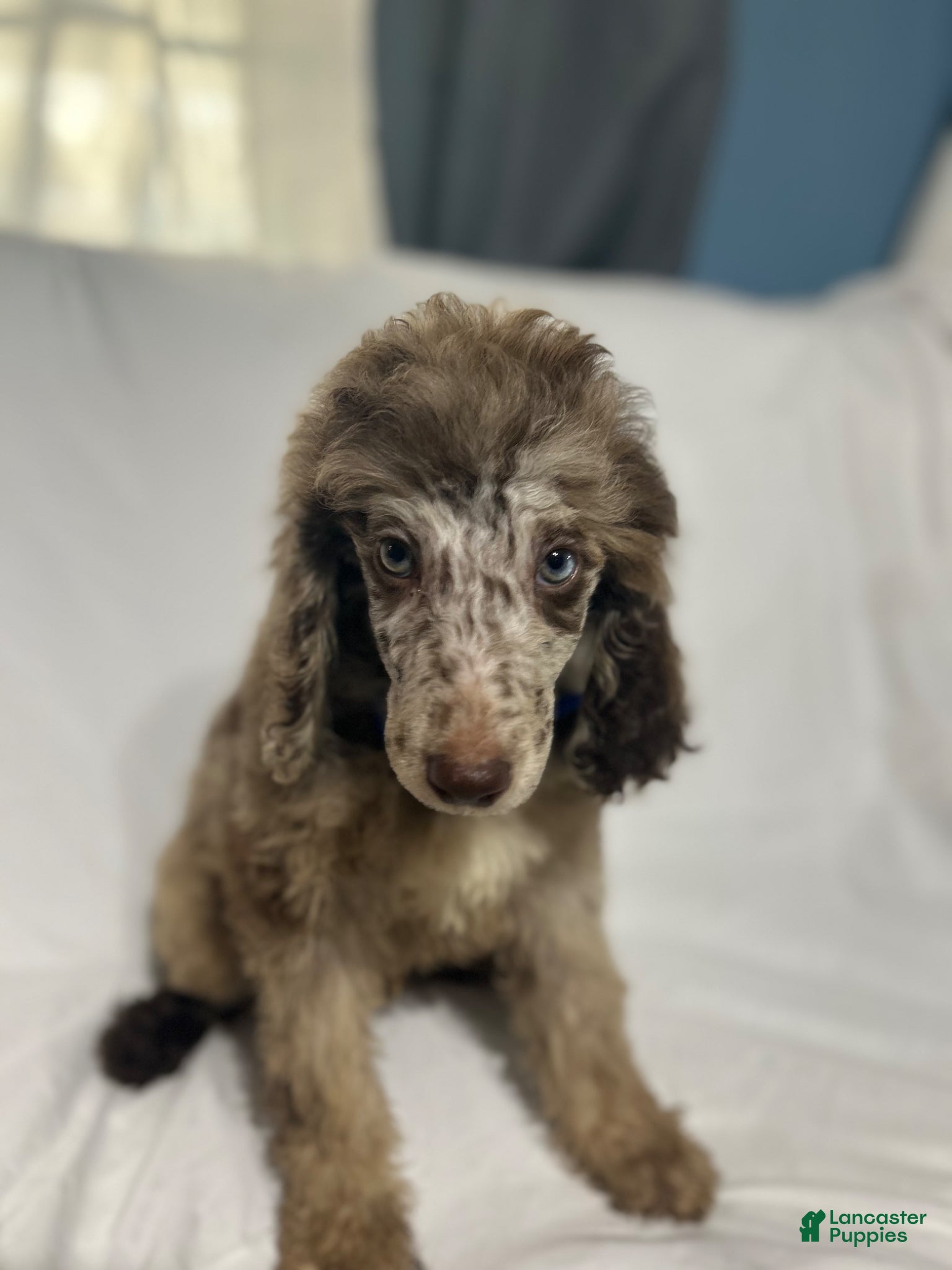 Standard Poodle dogs Standard Poodle Puppy 7 - Ad 1