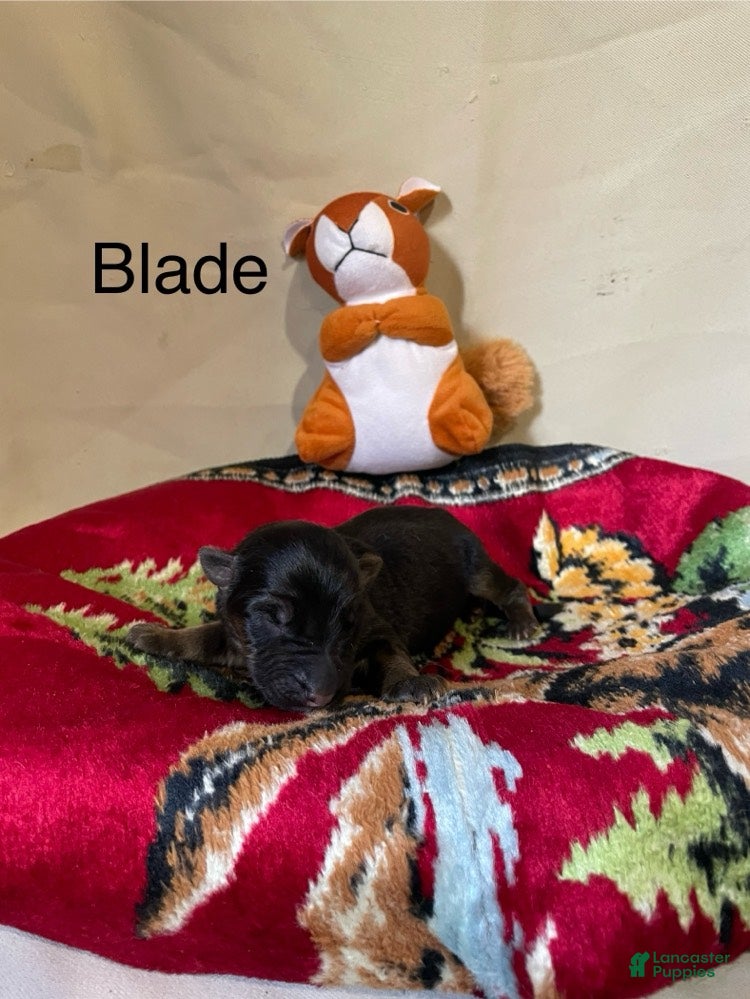 Blade