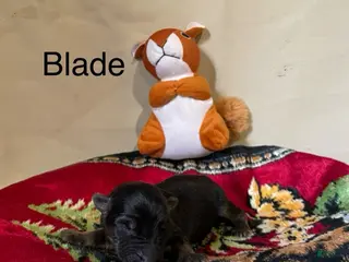German Shepherd dogs for sale: Blade - Ad 4