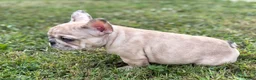French Bulldog dogs for sale: Nala - Ad 2