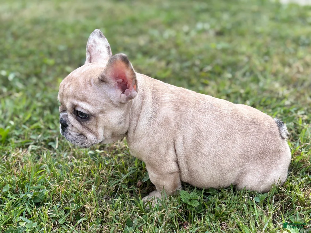 French Bulldog dogs for sale: Nala - Ad 2