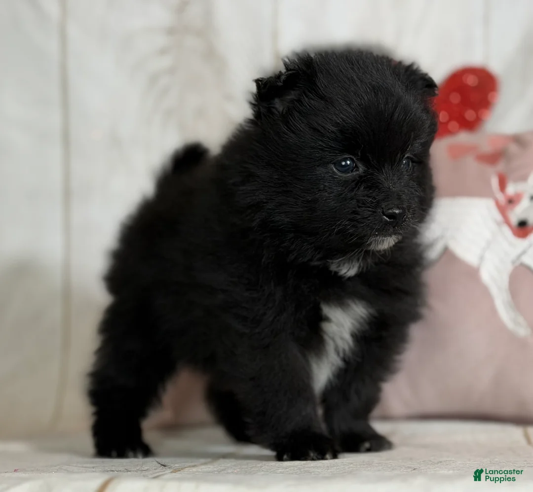 Pomeranian dogs for sale: Teddy - Ad 2