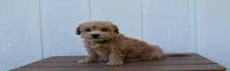 Bichpoo dogs for sale: Kevin 🐶✨ - Ad 22