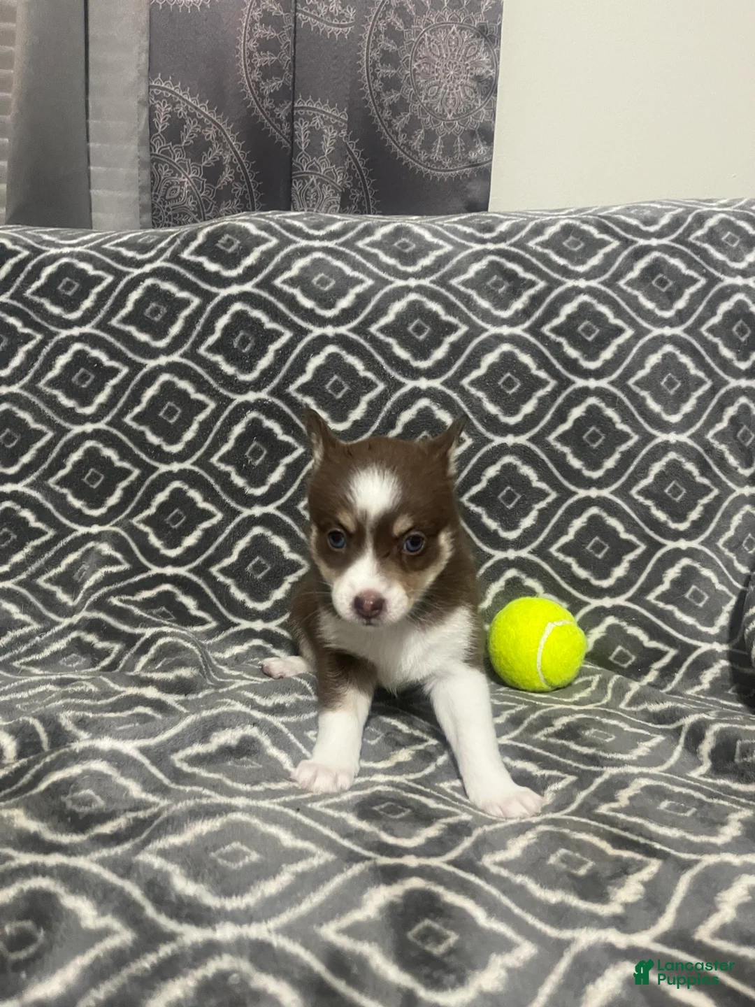 Pomsky dogs for sale: Dora - Ad 2