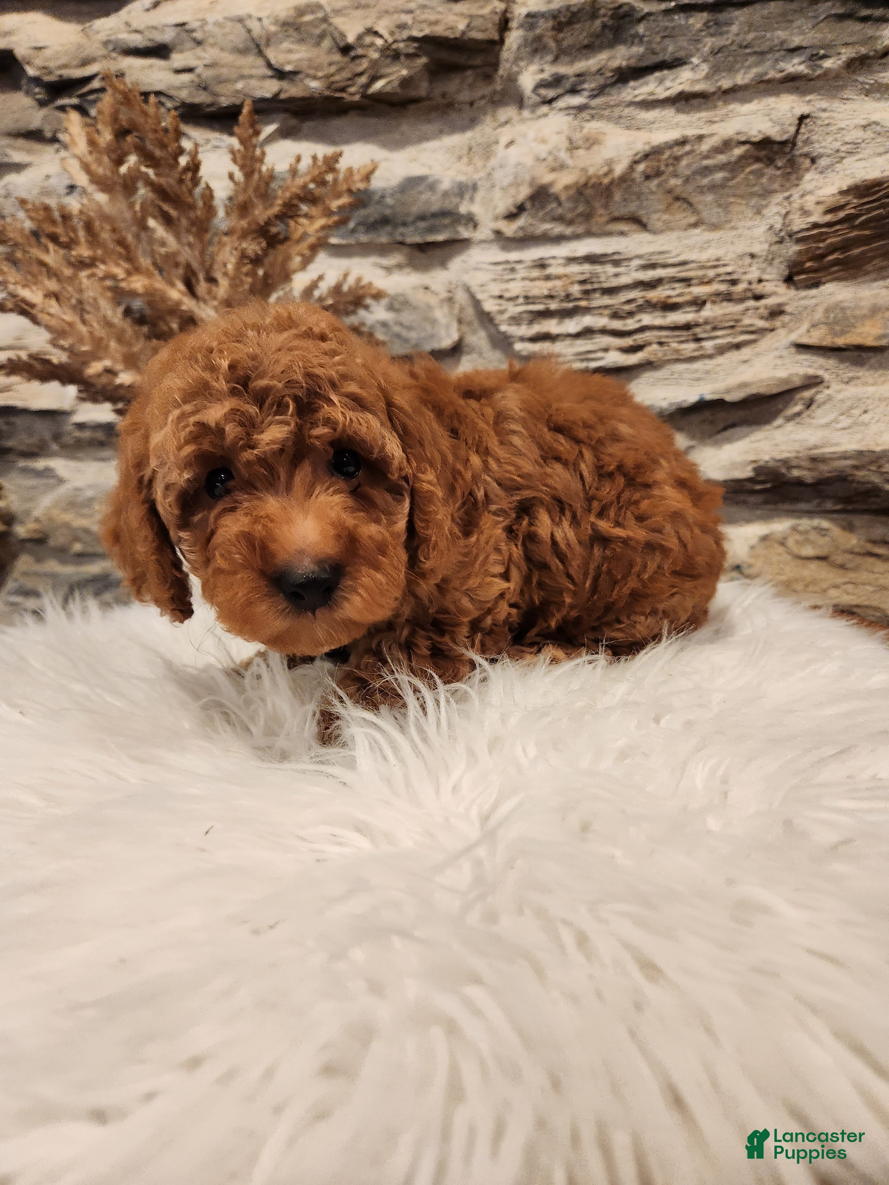 Mini Goldendoodle dogs BREEZE - Mini Goldendoodle Fluffy Puppy 9 - Ad 2