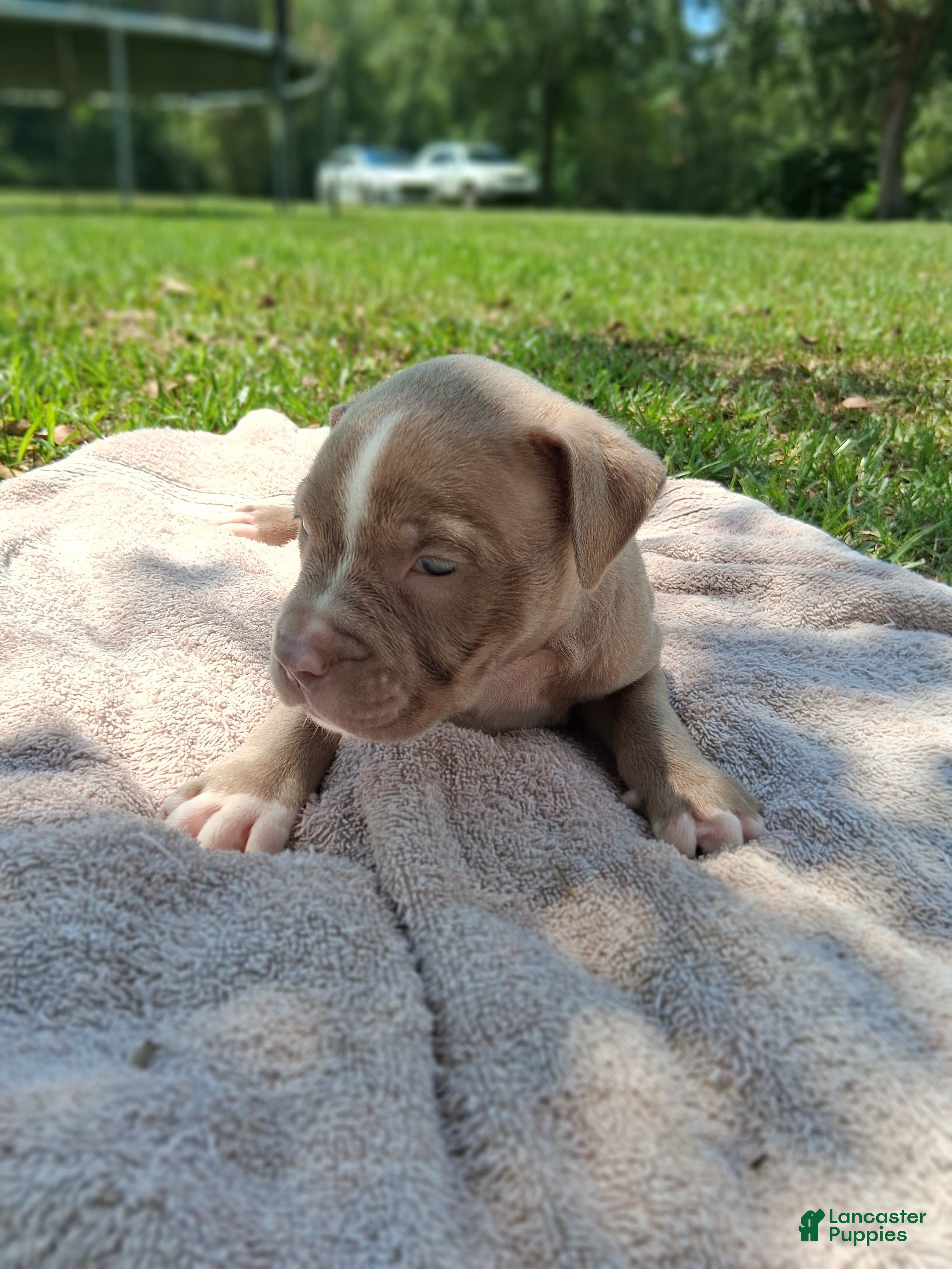 American Bully dogs American Bully 2 - Ad 14