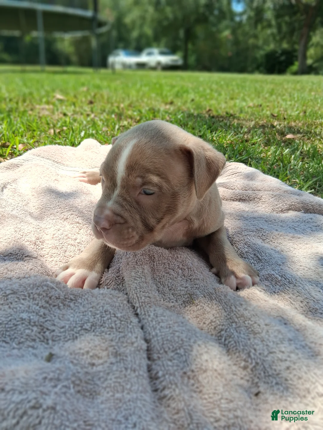 American Bully dogs for sale: American Bully 2 - Ad 1