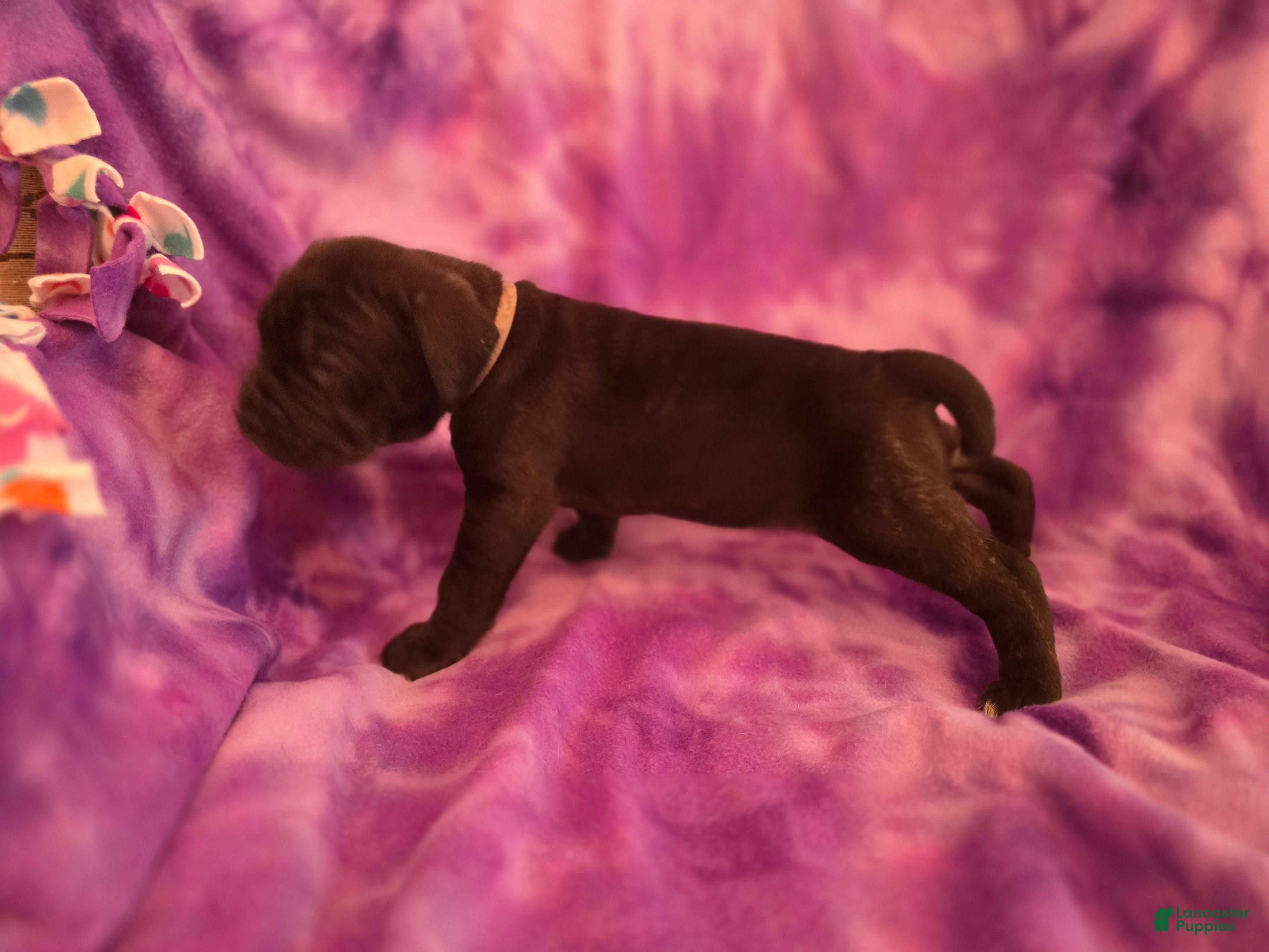 Mixed Breed dogs Ingrid - Ad 2