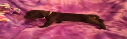 Mixed Breed dogs for sale: Ingrid - Ad 2