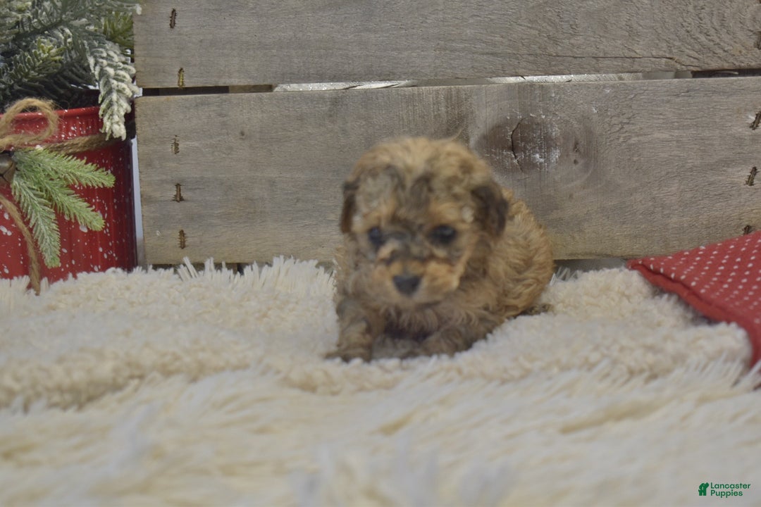 Toy Poodle dogs for sale: Kacie - Ad 5