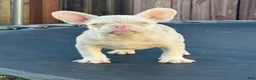 French Bulldog dogs for sale: Cheeto - Ad 5