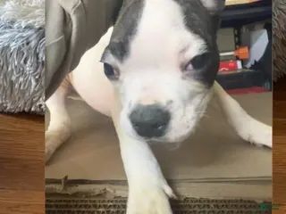 American Bully dogs American Bully Puppy 4 - Ad 16