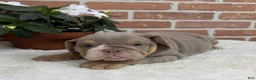 English Bulldog dogs for sale: Savannah - Ad 1