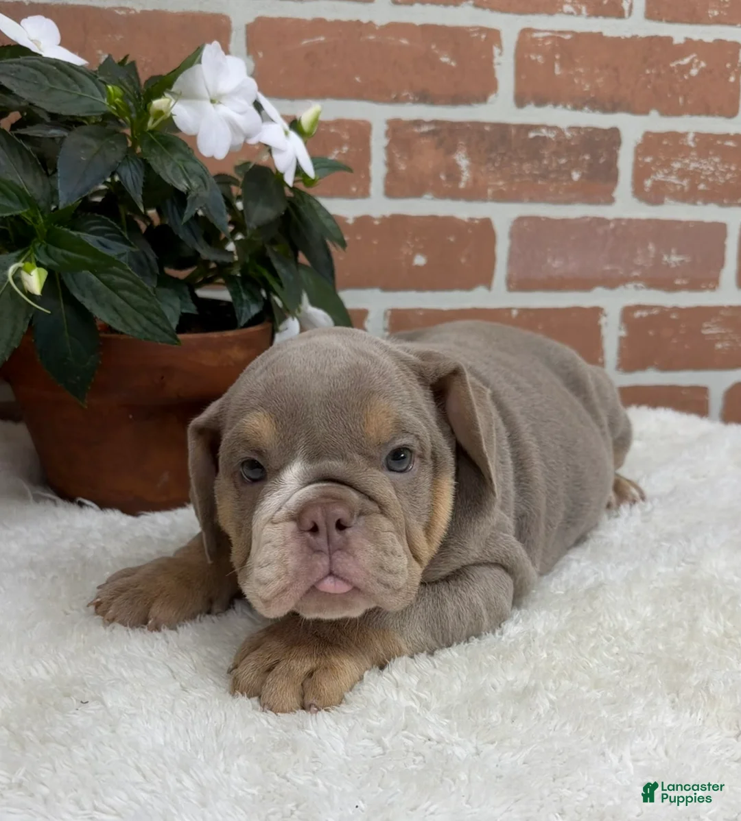 English Bulldog dogs for sale: Savannah - Ad 1