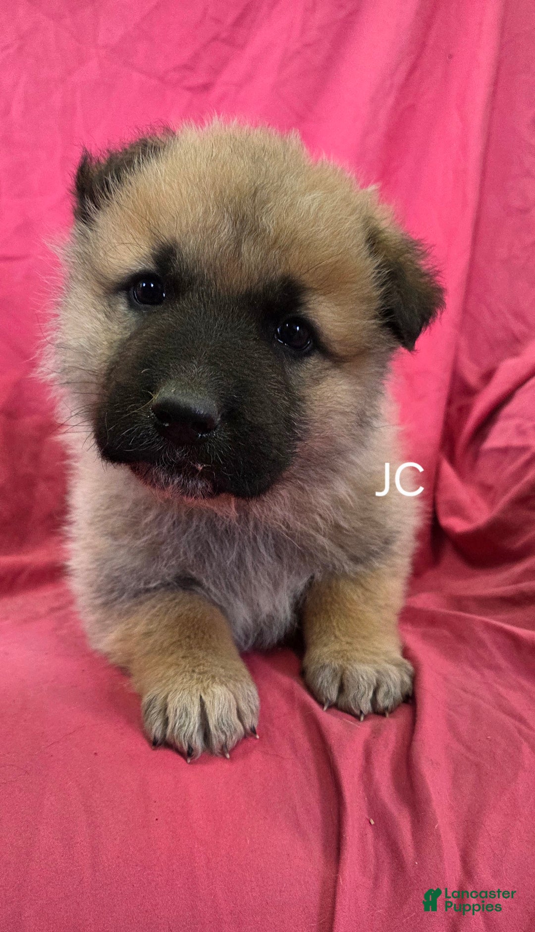Mixed Breed dogs for sale: JC - Ad 1