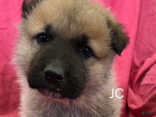 Mixed Breed dogs JC - Ad 3