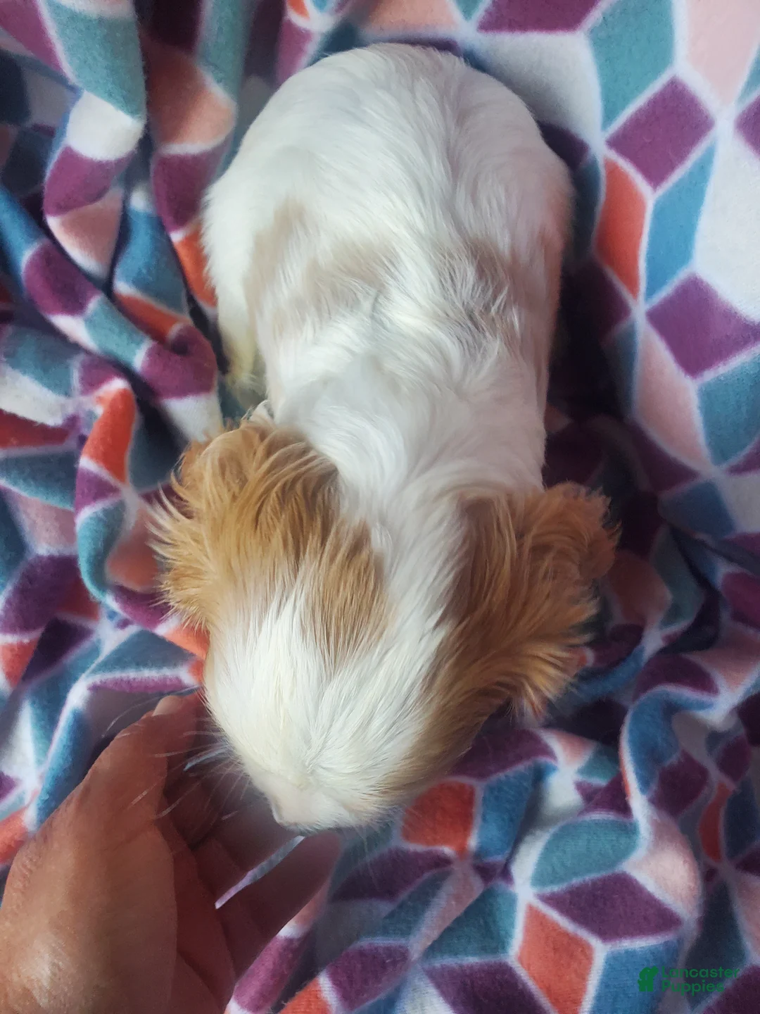 Cavachon dogs for sale: Kacie - Ad 5