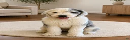 Sheepadoodle dogs for sale: Merle Female 1 - Ad 5