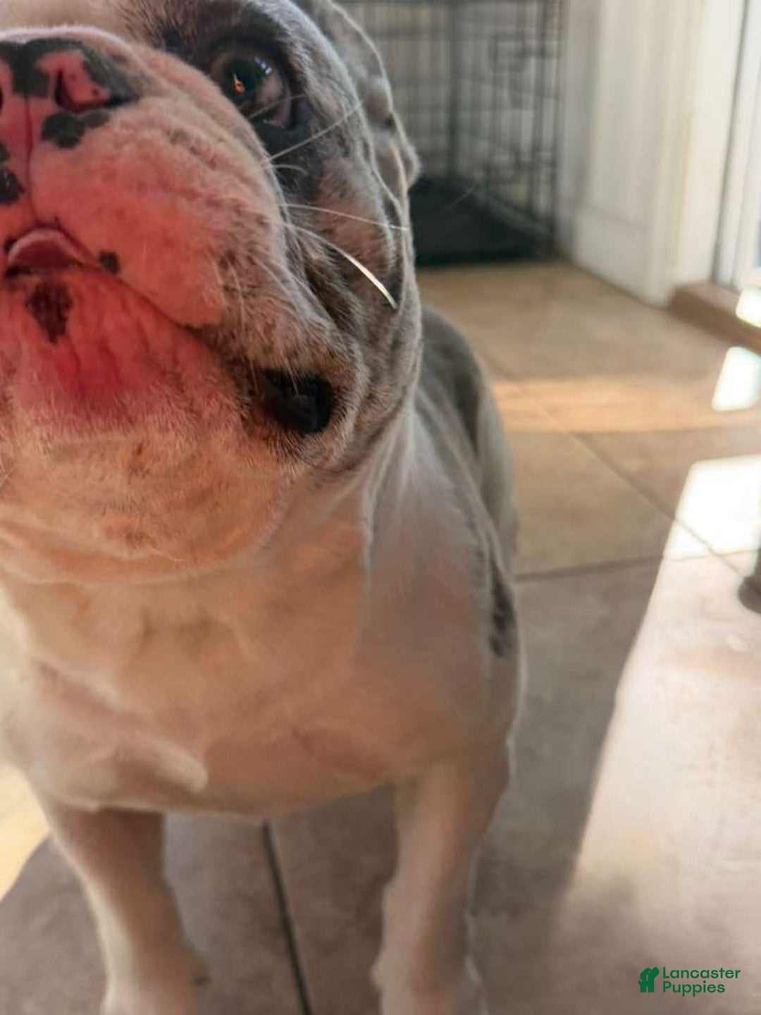 French Bulldog dogs for sale: Fluffy French Bulldog - Ad 7