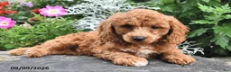 Miniature Poodle dogs for sale: Phil  - Ad 3