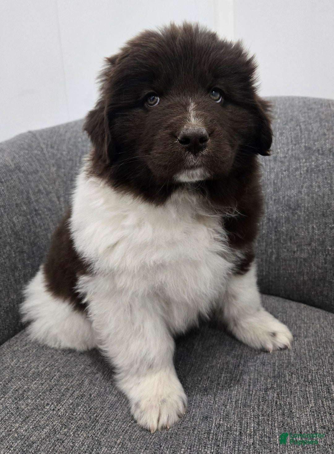 Newfoundland dogs for sale: Beauty  - Ad 1