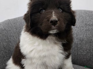 Newfoundland dogs Beauty - Ad 32