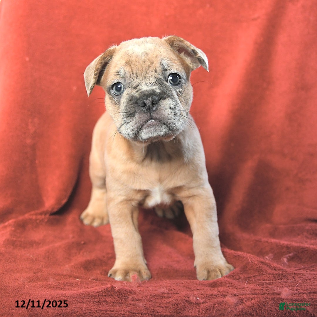 French Bulldog dogs for sale: Archie - Ad 2