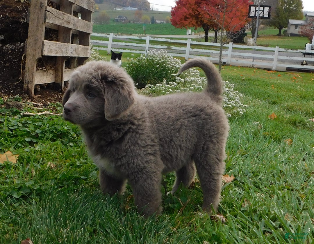 Newfoundland dogs for sale: Janie - Ad 4
